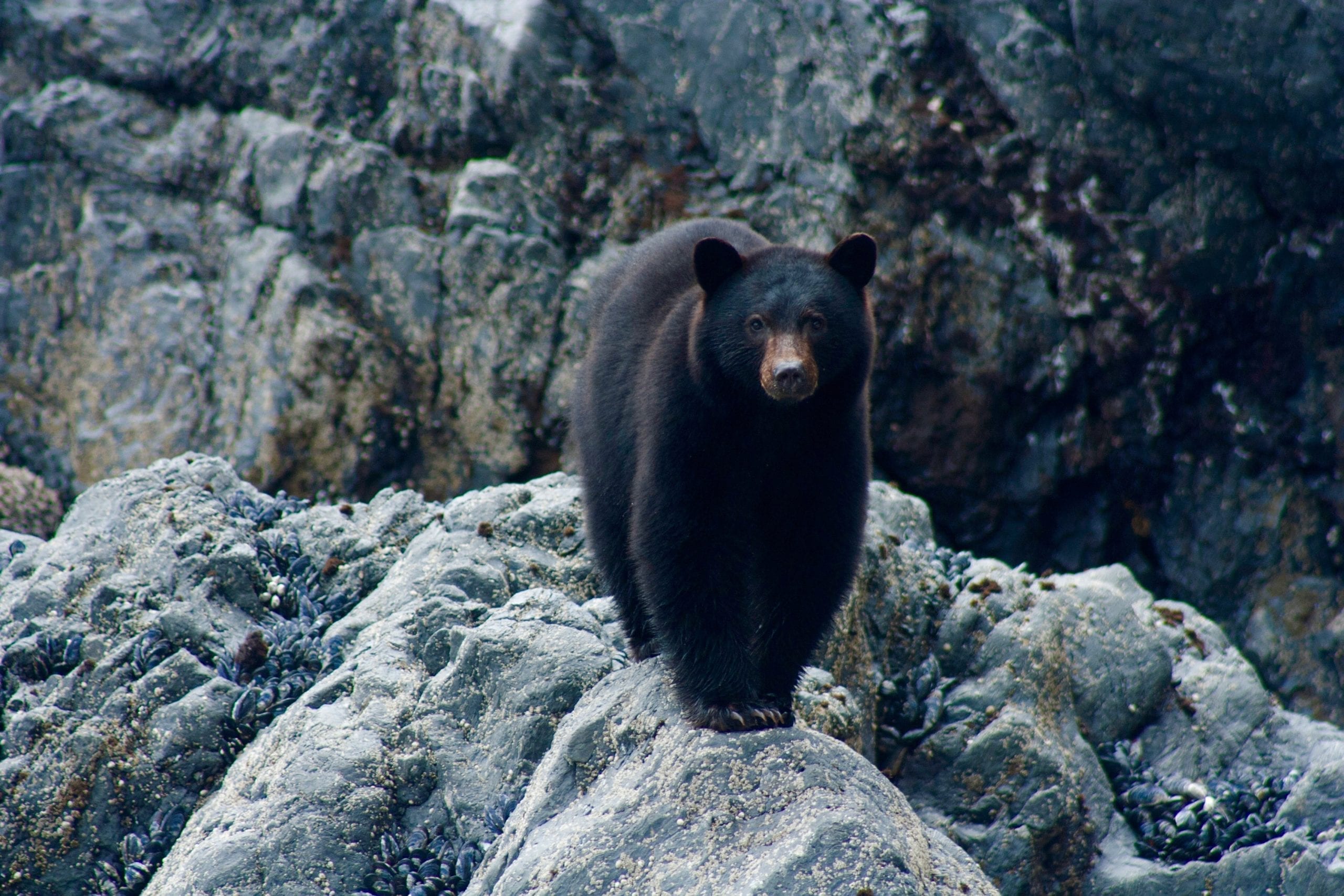 Clayoquot Wilderness Resort Black Bear on Shore Rocks